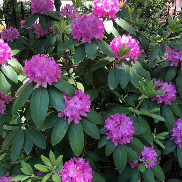 Meet your Posher, Samantha - Picture 1 of 1